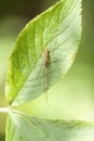 Long-jawed spider Royalty Free Stock Photo