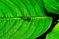 Long Jawed spider - Tetragnatha guatemalensis, Satara, Maharashtra, India Royalty Free Stock Photo