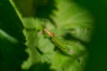 Long jawed spider Royalty Free Stock Photo