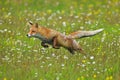 Long jump. Red fox Vulpes vulpes hunting on flowered meadow. Orange fur coat animal hunting in spring rain. Fox in nature