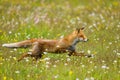 Long jump. Red fox, Vulpes vulpes, running on flowered meadow. Orange fur coat animal hunting in spring rain. Fox in nature