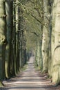 Long lane in forest