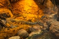 Long large snakes sitting in heated terrarium Royalty Free Stock Photo