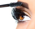 Long lashes closeup. Beautiful woman applying mascara on her eyes Royalty Free Stock Photo