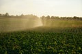 This is agriculture requires artificial irrigation Royalty Free Stock Photo