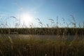 This is agriculture requires artificial irrigation Royalty Free Stock Photo