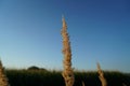 This is agriculture requires artificial irrigation Royalty Free Stock Photo