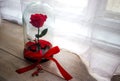 Long-lasting rose in a flask, rose in a glass dome, stabilized, a gift, rose in glass, preserved rose, forever red rose Royalty Free Stock Photo