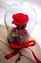 Long-lasting rose in a flask, rose in a glass dome, stabilized, a gift, rose in glass, preserved rose, forever red rose Royalty Free Stock Photo