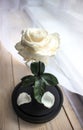 Long-lasting rose in a flask, rose in a glass dome, stabilized, a gift, rose in glass, preserved rose, forever white rose