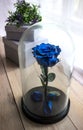 Long-lasting rose in a flask, rose in a glass dome, stabilized, a gift, rose in glass, preserved rose, forever blue rose Royalty Free Stock Photo