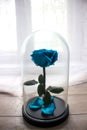 Long-lasting rose in a flask, rose in a glass dome, stabilized, a gift, rose in glass, preserved rose, forever blue rose Royalty Free Stock Photo