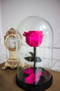 Long-lasting rose in a flask, rose in a glass dome, stabilized, a gift, rose in glass, preserved rose, forever pink rose Royalty Free Stock Photo