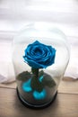 Long-lasting rose in a flask, rose in a glass dome, stabilized, a gift, rose in glass, preserved rose, forever blue rose Royalty Free Stock Photo