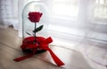 Long-lasting rose in a flask, rose in a glass dome, stabilized, a gift, rose in glass, preserved rose, forever red rose Royalty Free Stock Photo