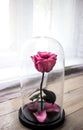 Long-lasting rose in a flask, rose in a glass dome, stabilized, a gift, rose in glass, preserved rose, forever pink rose Royalty Free Stock Photo