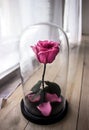 Long-lasting rose in a flask, rose in a glass dome, stabilized, a gift, rose in glass, preserved rose, forever pink rose Royalty Free Stock Photo