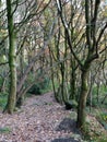 Long leaf covered pathway though dark autumn forest with dense trees and overhanging branches