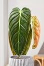 Long leaf of tropical \'Philodendron Melanochrysum\' houseplant