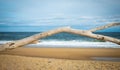 Long leafless tree trunk lying on a sandy beach by the sea under blue sky Royalty Free Stock Photo