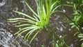 Long leafs green plant over a river Royalty Free Stock Photo