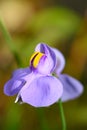 Long-leaved bladderwort Utricularia longifolia, purple-yellow flower