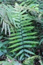 long-leaved fern plant, habitat in damp places, forests and river banks