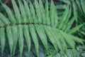 long-leaved fern plant, habitat in damp places, forests and river banks