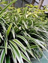 Long-leaved ornamental plant named Chlorophytum laxum