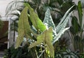 The long leaves of Alocasia Zebrina Tiger Elephant ear plant