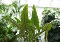 The long leaves of Alocasia Zebrina Tiger Elephant ear