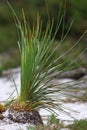 Long leaves grass