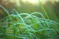 Long leaves of grass growing in a meadow covered with morning dew drops with beautiful bokeh