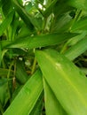 Long leaves green plant for bacground Royalty Free Stock Photo