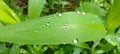 long leaves and water droplets on it