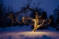 Long led string Christmas lights illuminated and hanging on home garden apple tree. Royalty Free Stock Photo