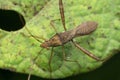 Long leg stink bug, Satara, Maharashtra, India. Family Pentatomidae Royalty Free Stock Photo