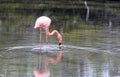 Long Leg Wading Flamingo Royalty Free Stock Photo