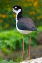 Back view of a skinny long-legged black and white colored stilt bird