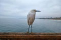 A long legged bird on the pier in Oceanside.