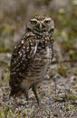 Long-legged Burrowing Owl in Cape Coral, Florida