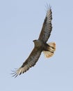 Long-legged Buzzard (Buteo rufinus)-1. Royalty Free Stock Photo