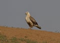 Long-legged Buzzard (Buteo rufinus)-2.