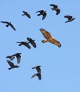 Long-legged buzzard ( buteo rufinus )