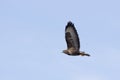 Long legged Buzzard (buteo rufinus) Royalty Free Stock Photo