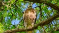 Long-legged Buzzard Buteo rufinus. Bird of prey. Close up Royalty Free Stock Photo
