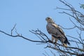 Long legged buzzard or Buteo rufinus bird of prey portrait perched on branch of a tree during winter migration at forest of india Royalty Free Stock Photo