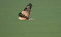 Long-legged Buzzard Buteo rufinus