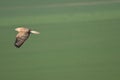 Long-legged Buzzard Buteo rufinus