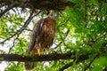 Long-legged Buzzard Buteo rufinus. Bird on a stick Royalty Free Stock Photo